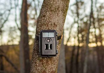 Infrared Vs Incandescent Game Cameras – What’s Better?